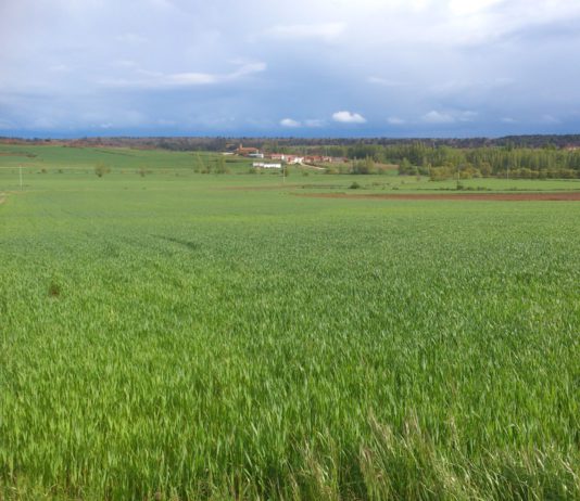 BRUSELAS, CON SU PROPUESTA DE REFORMA, MULTIPLICA LA COMPLEJIDAD DE LA PAC Y NO RESPONDE A LAS NECESIDADES DEL CAMPO