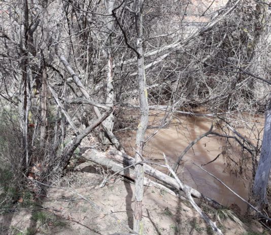 ASAJA Soria denuncia el lamentable estado de numerosos puntos de la red fluvial de la provincia