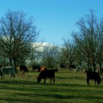 vacas en valonsadero