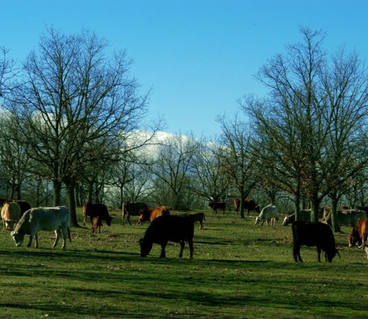 Las cifras de negocio de la industria cárnica, en pleno crecimiento