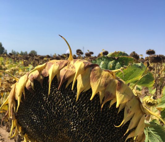 ASAJA Soria valora la reducción de los módulos fiscales para la provincia
