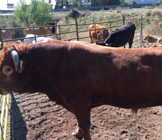 La Comisión Europea pasa a la acción a fin de prohibir las prácticas comerciales desleales en la cadena de suministro de alimentos