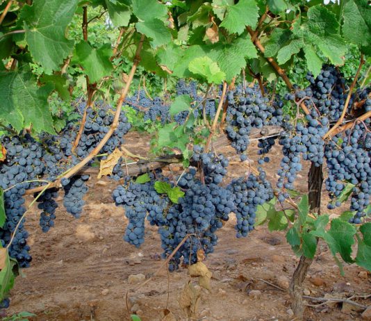 La Junta actualiza la Orden que regula el potencial vitícola de la región