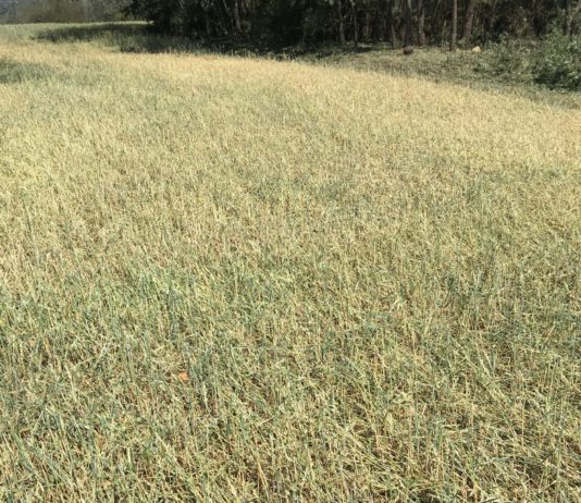 Tejerina confirma que el presupuesto para los seguros agrarios es ampliable