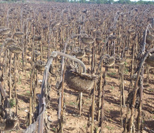ASAJA Soria pide la ampliación del plazo de la modificación de los seguros agrarios del girasol