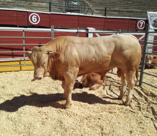 Nueva normativa sobre medicamentos veterinarios que limitará el uso de antibióticos