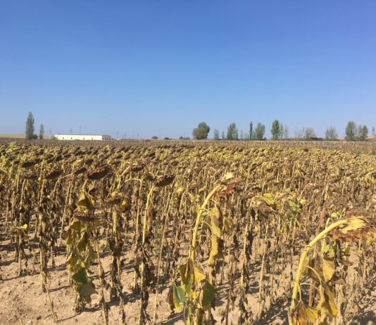 ASAJA CONVOCA LA PRIMERA EDICIÓN DEL CERTAMEN DE CORTOMETRAJES SOBRE EL CAMPO