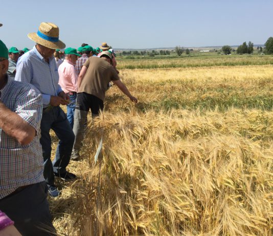 ASAJA exige que Castilla y León se beneficie de la tendencia al alza del precio de los cereales