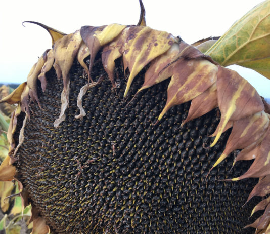 Ampliado hasta el 30 de junio el plazo de modificación del seguro para el girasol en secano