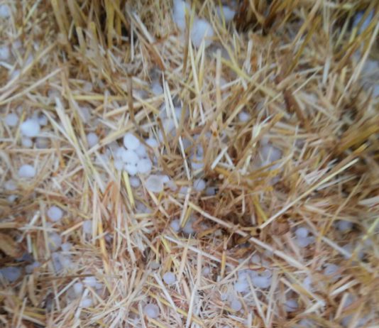 ASAJA Soria pide a Agroseguro un acelerón en las peritaciones del pedrisco