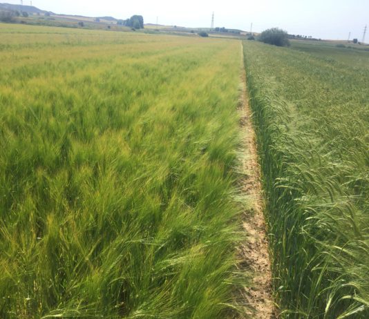 Cooperativas, agricultores y ganaderos, juntos por una PAC fuerte y sin recortes