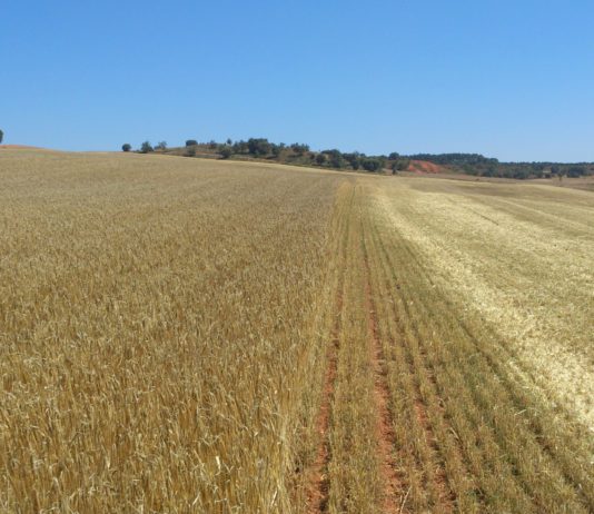 La Junta reclama a Bruselas que la futura PAC garantice la actual financiación y sirva para luchar contra la despoblación