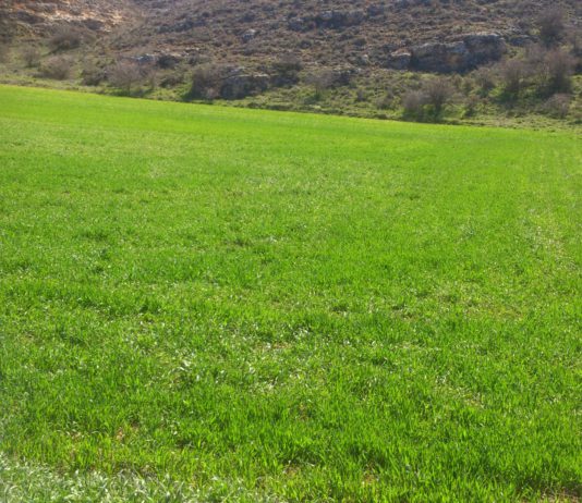 Los precios internacionales de alimentos básicos cayeron el 3,7 % en julio