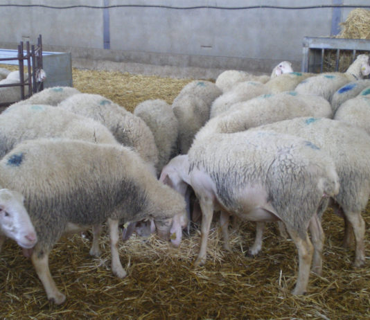 ASAJA destaca en la festividad de San Antón la importancia de la ganadería, que aporta más de la mitad de la Producción Final Agraria regional