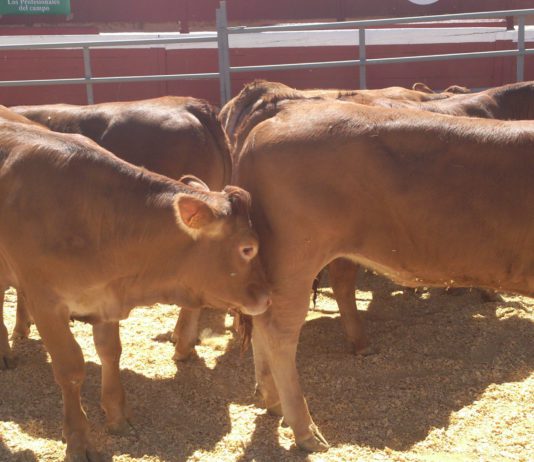 ASAJA anima a todos a que visiten la Feria Ganadera de Soria el 15 y 16 de septiembre