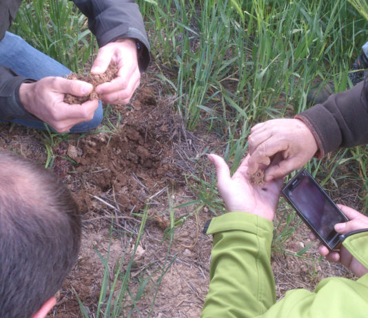 ASAJA Soria celebra, en su empeño por combatir el zabro, la llegada de dos fitosanitarios: DURSBAN PROACTIVE y KAISO SORBIE