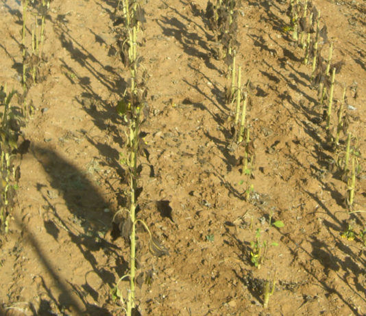 ASAJA Soria pide unidad para urgir una solución ante la supresión cautelar de la caza