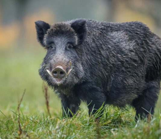 ASAJA Soria apoya la concentración convocada por la Federación de Caza de Castilla y León