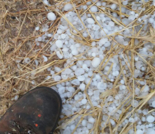 ASAJA critica que Agroseguro proponga cambios que implicarían incrementos desmesurados en las principales líneas para Castilla y León