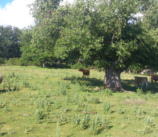 ASAJA apoya como todos los años la Feria de Almazán y en esta edición organiza, dentro de su programa, el asado de una ternera