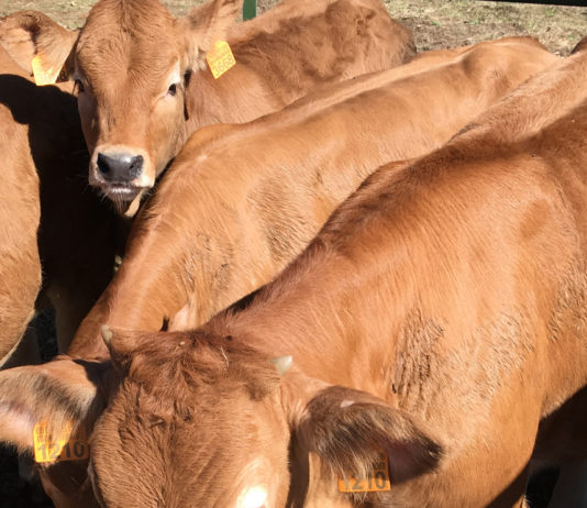 ASAJA fomentará el consumo de ternera soriana en un acto reivindicativo en la Feria de Almazán