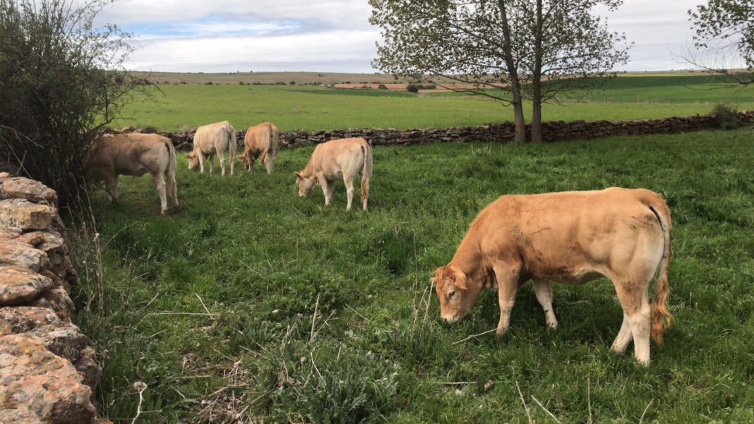 ASAJA apoya como todos los años la Feria de Almazán y en esta edición