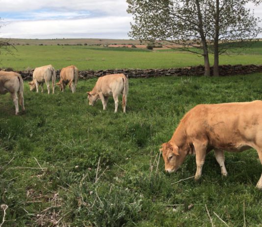 Convocadas las ayudas para las inversiones de creación, mejora o ampliación, a pequeña escala, de infraestructuras en superficies pastables