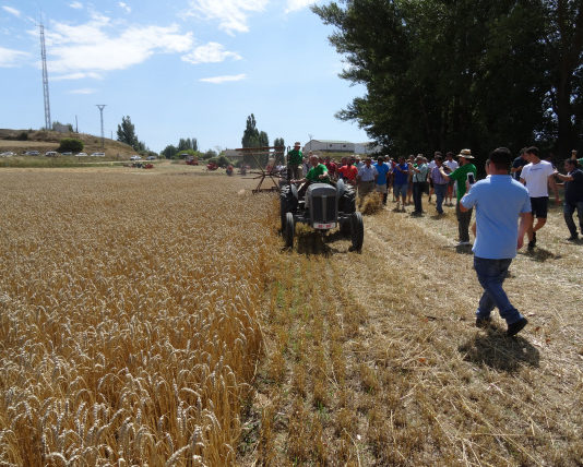 Todo listo para una nueva edición de la Muestra de Siega Antigua de Nepas