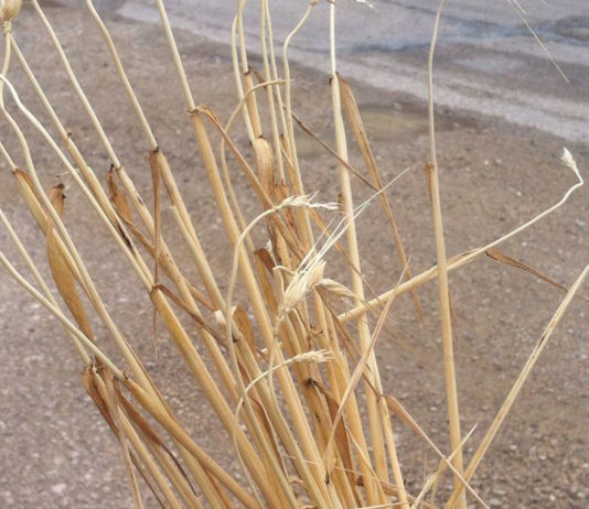 ASAJA se opone a la propuesta del Ministerio de reducir el porcentaje de producción asegurable en herbáceos