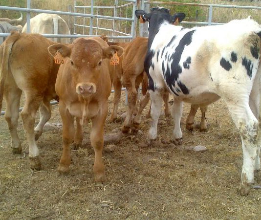 ASAJA pide presupuesto y plazos amplios para atender todas las solicitudes de ayudas para el suministro de agua en explotaciones ganaderas de extensivo