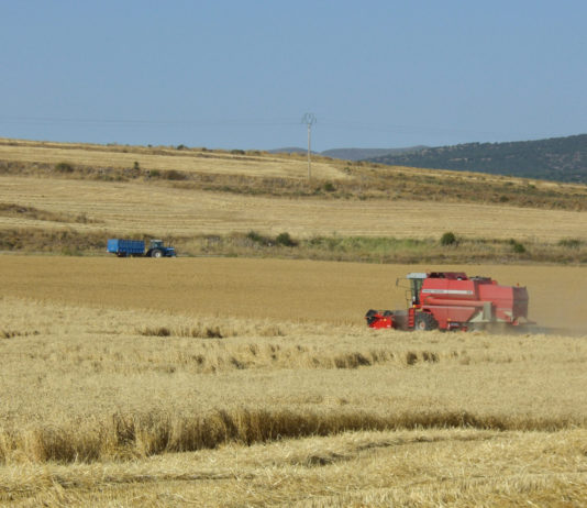 ASAJA Soria califica la cosecha de «irregular y afectada por la sequía»
