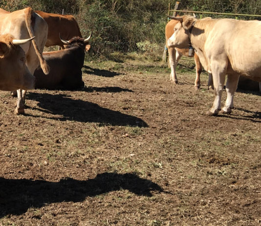 ABIERTO EL PLAZO PARA SOLICITAR LAS AYUDAS DE MÍNIMIS DESTINADAS A GARANTIZAR EL SUMINISTRO DE AGUA A LAS EXPLOTACIONES GANADERAS EN RÉGIMEN EXTENSIVO DE APROVECHAMIENTO DE PASTOS DE CASTILLA Y LEÓN