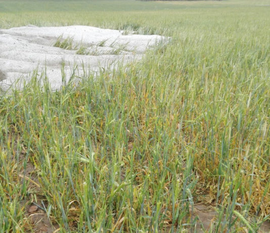 ASAJA Soria pide una reducción de los módulos fiscales, teniéndose en cuenta las incidencias climatológicas de 2019