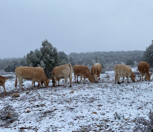 LA GANADERÍA, LA PRIMERA GRAN VÍCTIMA DE LA CONVERGENCIA DISEÑADA POR EL MAPA