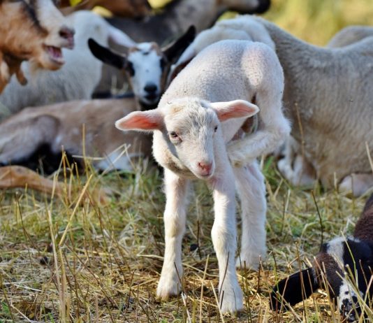 CONSEJO PROVINCIAL AGRARIO DEL QUE SE ESPERAN ALGUNOS AVANCES