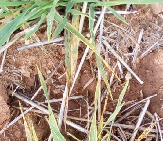 El Servicio Técnico Agrario de ASAJA lanza un aviso fitosanitario para el cereal por ataque de hongos