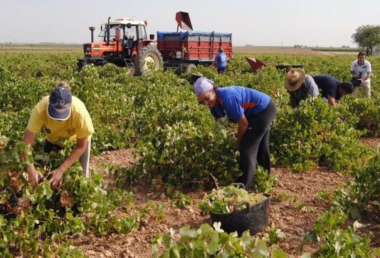 El Gobierno aprueba medidas urgentes para favorecer la contratación temporal de trabajadores en el sector agrario