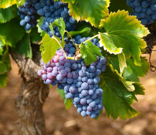 El calor extremo adelantará la vendimia en la Ribera del Duero