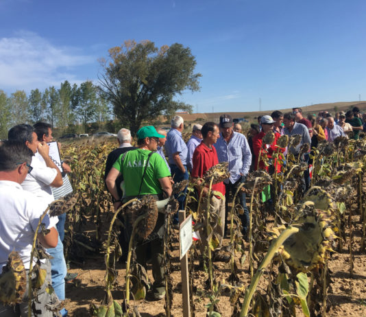 ASAJA Soria publica los resultados de sus campos de ensayo de girasol 2019