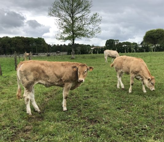 La Junta convoca ayudas destinadas al fomento de la cría e inscripción de ejemplares de razas puras de Castilla y León en los libros genealógicos