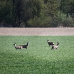 PLANTEARNOS SOLUCIONES