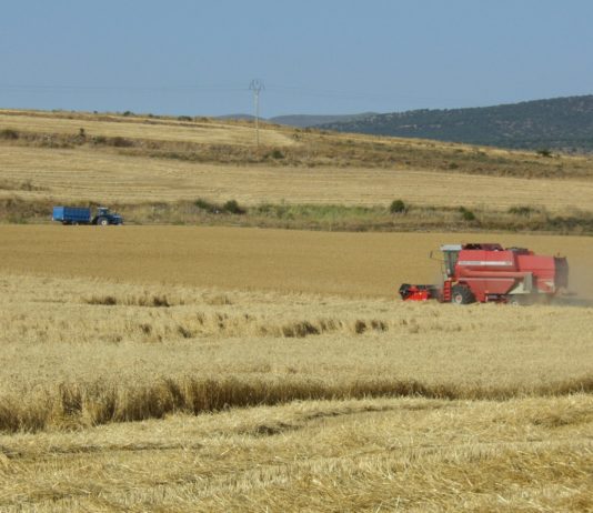 ASAJA critica que se utilicen las previsiones de cosecha como señuelo para hundir los precios, cuando España es deficitaria en cereal
