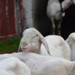 EL FEGA PUBLICA LOS IMPORTES PROVISIONALES DE LAS AYUDAS ACOPLADAS 2020