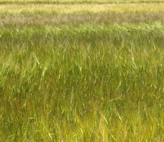 Fechas importantes de aquí a fin de año para la agricultura europea