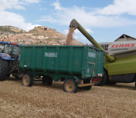 ASAJA ve signos de mejoría en los mercados internacionales del cereal y pide prudencia a los agricultores a la hora de vender en cosecha