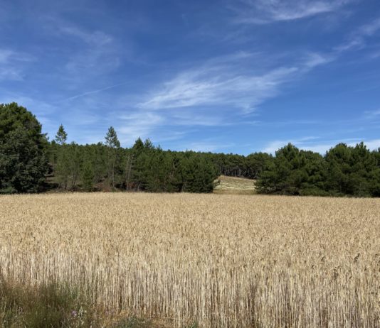 El recorte de las ayudas de la PAC estrangulará especialmente al campo de Soria y de Castilla y León