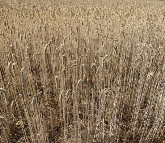 La Junta insta al Gobierno a que consiga una financiación adicional para la PAC en España y compensar el recorte