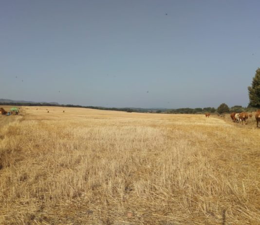 ASAJA hace un llamamiento a los ministros de Medio Ambiente de la UE para que no legislen penalizando al campo