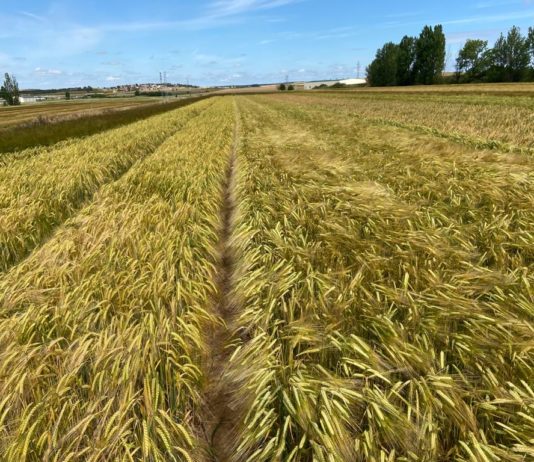 ASAJA pide a la Junta un sistema que facilite al sector la venta directa de productos agrarios