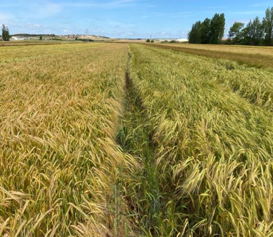 XXI VISITA A LOS CAMPOS DE ENSAYO
